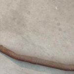 Cforcar Facel Vega Restoration 1 295